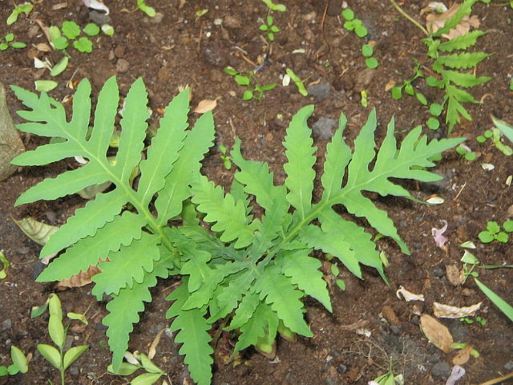 onoclea_sensibilis_1